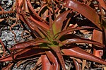 Aloe suarezensis Windsor Castle Diego Suarez Mad 2015_0369.jpg